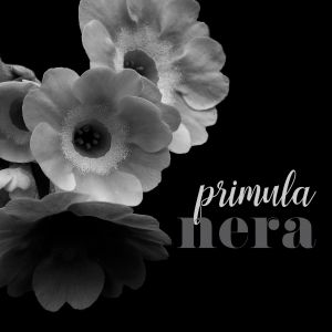 PRIMULA-NERA